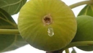 BÜTÜN MEYVE AĞAÇLARI ÇİÇEK AÇARKEN, İNCİR AĞACI NEDEN ÇİÇEK AÇMAZ...!?