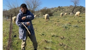 Çobanlık deyip geçmeyin! Koyun güderek 1000 dönüm arazi satın aldı 
