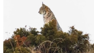 DİVRİĞİ'DE VAŞAK POZ VERMİŞ