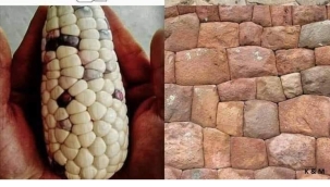 DOĞADAN HAYATA UYARLAMA 