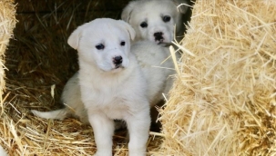 'EN İYİ SÜRÜ BEKÇİ KÖPEĞİ'NDEN BU YIL 150 YAVRU BEKLENİYOR