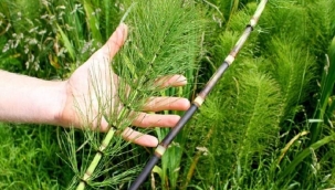 KIRKKİLİT (AT KUYRUĞU) OTU ÇAYI ve MİLDİYÖ HASTALIĞI 