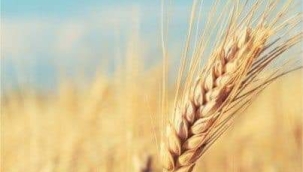 TARİHTE KAYITLARA GEÇEN İLK ÖDEME ARACI : ARPA 