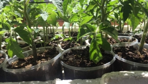 TOHUM NE ZAMAN ÇİMLENDİRİLMELİ , FİDE NE ZAMAN EKİLMELİ ?