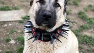 Türklerde doğayla karışık yaşam serüveni MAÇİN'DEN SİVAS'A.... 