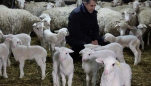 ÜNİVERSİTEDEKİ ÇİFTLİKTE YILIN İLK KUZULARI DÜNYAYA GÖZLERİNİ AÇTI 