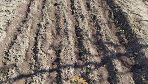 YEŞİLLİKLERİN SIRALI EKİMİ