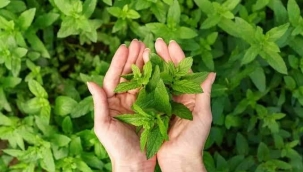 ZARARLILARI UZAKLAŞTIRAN BİTKİLER