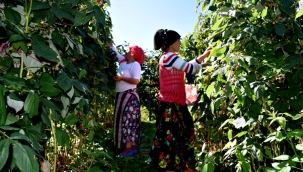AHUDUDU YETİŞTİRİCİLİĞİ ( TOPRAKTAN ÇATALA )
