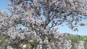 ARILAR ve BAL İÇİN AĞAÇLANDIRMA ÇALIŞMALARI 