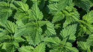 ISIRGAN OTU KULLANIMI..