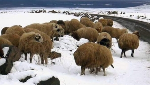 MART KAPIDAN BAKTIRIR, KAZMA KÜREK YAKTIRIR...