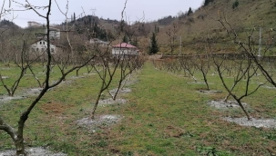 Niçin budama yaparız? 