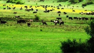 Otlak ve meraları ağaçlandırmalı mıyız?