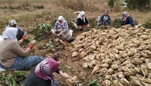 PANCAR TARLASI Hatıraları