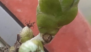 TARIMDA ODUN SİRKESİ KULLANIMI