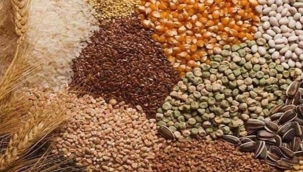 TARIMSAL GİRDİLERDEN: TOHUMLUK