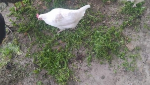 Tavuk besleyenlere bilgi notu!