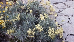   TEKERLERİNİZİN LASTİKLERİNİ TARLANIZDA ÜRETİN