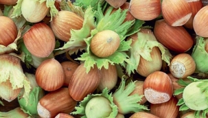 Türk Fındığı neden Dünya'daki en değerli fındıktır?