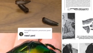 YERCEKİMSİZ BOK BÖCEĞİ ve DOĞANIN BİLİMİ