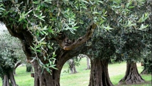  Zeytin ağaçları ve topraktaki bitki örtüsü, önemli sera gazı yutak alanlarıdır