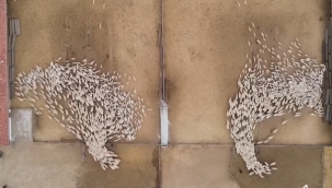 5 bin kuzu anneleriyle böyle buluştu 