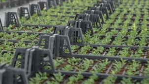 Belediyeye ait serada ata tohumlarından sebze fideleri yetiştiriliyor...