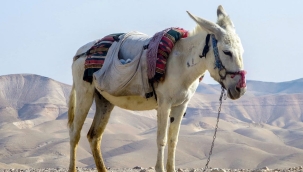 ​​​​​​​Benzin ve Mazot fiyatları artınca artık At ve Eşek ile yolculuk yapacağız!