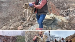 Bitkin vaşak tedavi altına alındı