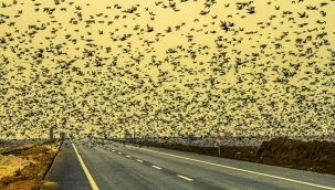 BİYOLOJİK MÜCADELEDEKİ DOSTLARIMIZ….