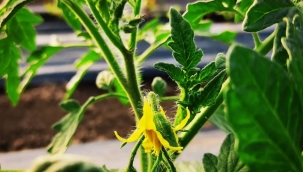 Çiçek ve meyve tutumu