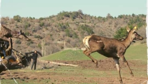 Çorum Ormanlarına Geyik Salımları Başladı 