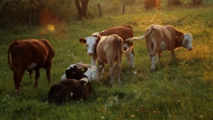 HAZİNE DESTEKLİ TARIM KREDİ LİMİTLERİNDE BÜYÜK ARTIŞ