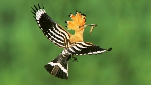 İnsan konuşmayı kuşlardan öğrendi, susmayı kabullenişten… 