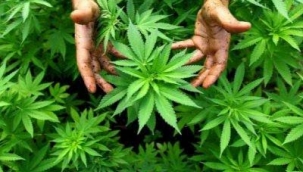 KENEVİR NEDEN YASAKLANDI ? 