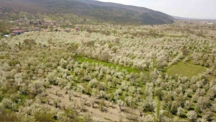 Kiraz bahçeleri beyaz gelinliğini giydi