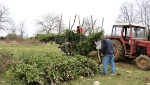 KOCAELİ'DE YETİŞEN DEFNE, KÖYLÜNÜN GELİR KAPISI 