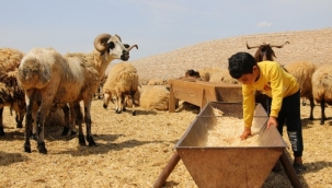 Koçerler uyardı: Hayvancılık ölecek