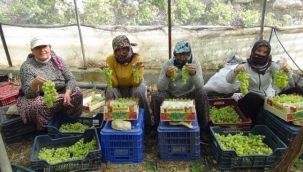 Mersin'den Dubai ve Rusya'ya üzüm ihracatı 