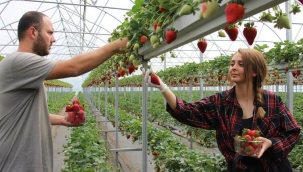 Mühendis çift mesleklerini bırakıp topraksız tarım yapmaya başladılar