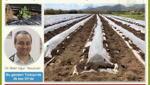 NAYLON ALTI ÜRÜNLERİ NEDEN YEMİYORUZ?