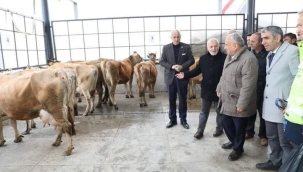 ORDU'DA ÇİFTÇİLERE 300 ADET JERSEY IRKI İNEK DAĞITILDI