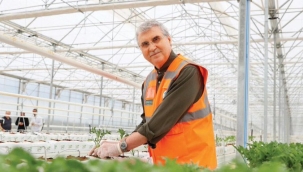 Örnek olacak proje! 1 dönümde 50 ton domates