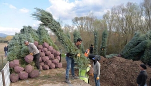 SAKARYA NEHRİ'NİN KIYISINDA ÜRETTİKLERİ FİDANLARI İHRAÇ EDİYOR 