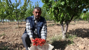 Sezonun ilk kirazı Manisa'da hasat edildi