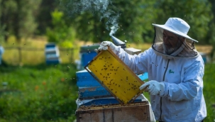 '20 MAYIS DÜNYA ARI GÜNÜ'