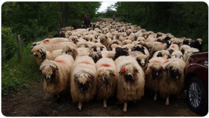 2021 Yılı Anaç Koyun ve Keçi Destekleme Ödemeleri 27 Mayıs 18.00'den itibaren hesaplara aktarılıyor