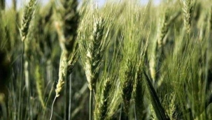 7 bin yıllık tohumlar boy göstermeye başladı! Çiftçiler çok umutlu: Buğday sorunu kalmayacak