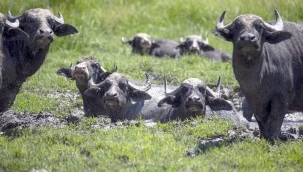 Anadolu Mandası yeniden değerli hale geliyor 